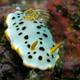 Image for article titled Striking Photographs Of Sea Slugs Expose The Alien World Under the Sea